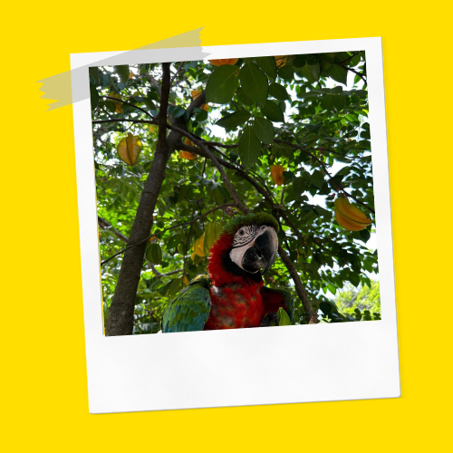 Parrots Puerto Plata