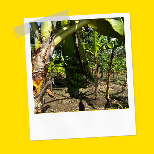 Puerto Plata Countryside