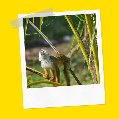 Squirrel Monkey